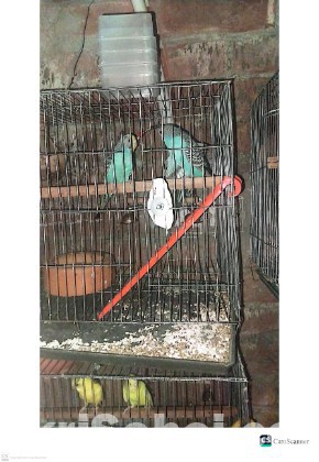 নীল রং-এর বাজরিকা
